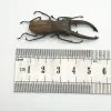 Longjaw Beetle Cyclommatus canaliculatus Insect - TaxidermyArtistry