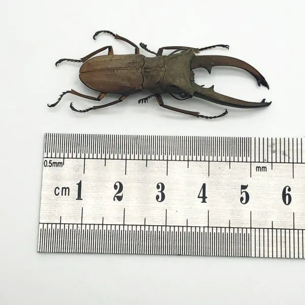 Longjaw Beetle Cyclommatus canaliculatus Insect - TaxidermyArtistry