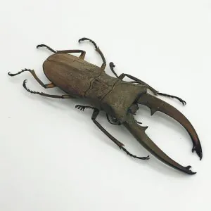 Longjaw Beetle Cyclommatus canaliculatus Insect - TaxidermyArtistry