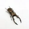 Longjaw Beetle Cyclommatus metallifer finae Insect - TaxidermyArtistry