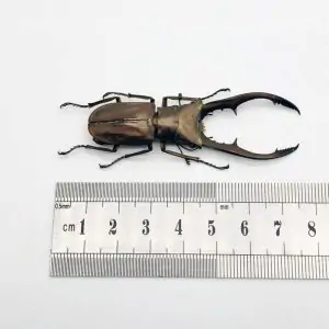 Longjaw Beetle Cyclommatus metallifer finae Insect - TaxidermyArtistry