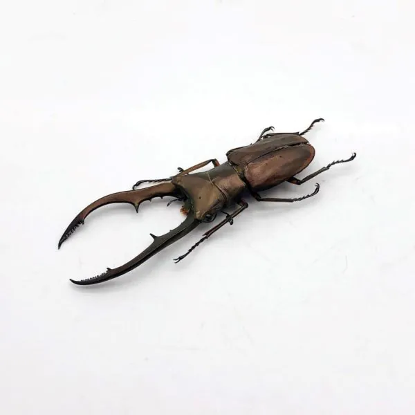 Longjaw Beetle Cyclommatus metallifer finae Insect - TaxidermyArtistry