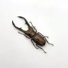 Longjaw Beetle Cyclommatus metallifer finae Insect - TaxidermyArtistry