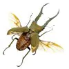 Longjaw Beetle Cyclommatus metallifer (SPREAD) (HUGE) - TaxidermyArtistry