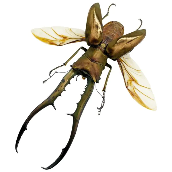 Longjaw Beetle Cyclommatus metallifer (SPREAD) (HUGE) - TaxidermyArtistry