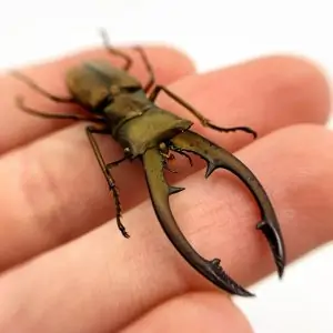 Longjaw Beetle Cyclommatus tarandus - TaxidermyArtistry