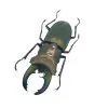 Longjaw Beetle Cyclommatus truncatus Insect - TaxidermyArtistry