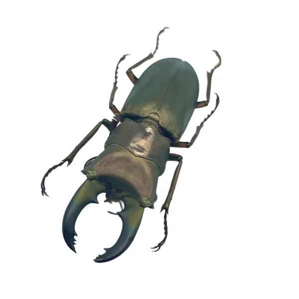 Longjaw Beetle Cyclommatus truncatus Insect - TaxidermyArtistry