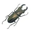Longjaw Beetle Cyclommatus truncatus Insect - TaxidermyArtistry