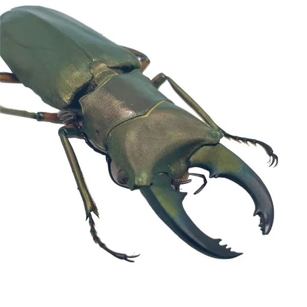 Longjaw Beetle Cyclommatus truncatus Insect - TaxidermyArtistry