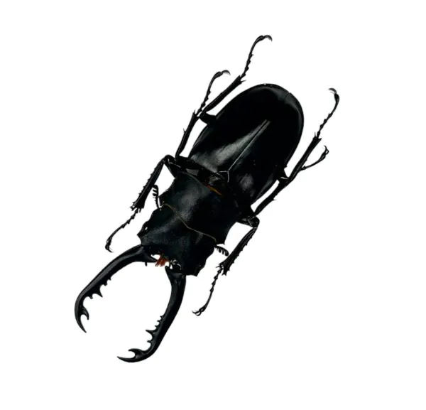 Longjaw Beetle (Prosopocoilus astacoides cinnamomeus), M - TaxidermyArtistry