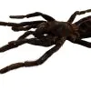 M Tarantula Spider (Selonocosmia javanensis dolichoplectra) - TaxidermyArtistry