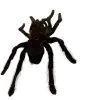 M Tarantula Spider (Selonocosmia javanensis dolichoplectra) - TaxidermyArtistry