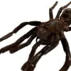 M Tarantula Spider (Selonocosmia javanensis dolichoplectra) - TaxidermyArtistry