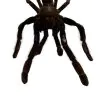 M Tarantula Spider (Selonocosmia javanensis dolichoplectra) - TaxidermyArtistry