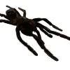 M Tarantula Spider (Selonocosmia javanensis dolichoplectra) - TaxidermyArtistry