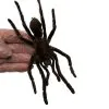 M Tarantula Spider (Selonocosmia javanensis dolichoplectra) - TaxidermyArtistry