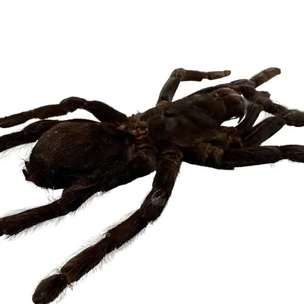 M Tarantula Spider (Selonocosmia javanensis dolichoplectra) - TaxidermyArtistry