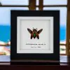 Magnificent Jewel Beetle (Metaxymorpha apicalis) Framed Specimen - TaxidermyArtistry