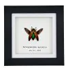 Magnificent Jewel Beetle (Metaxymorpha apicalis) Framed Specimen - TaxidermyArtistry