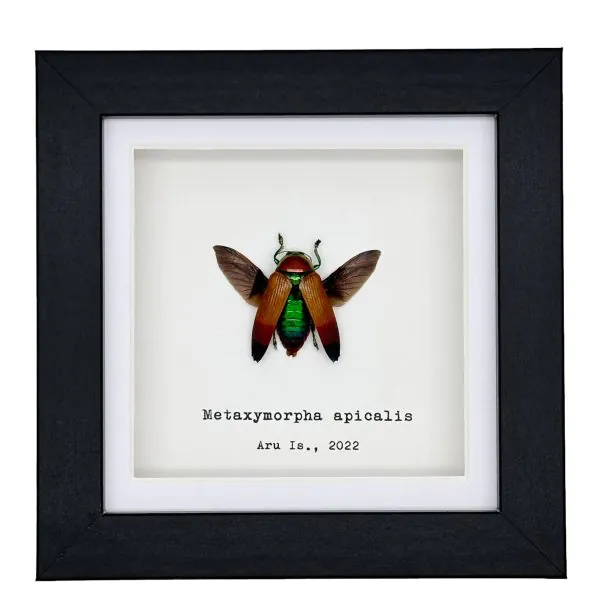 Magnificent Jewel Beetle (Metaxymorpha apicalis) Framed Specimen - TaxidermyArtistry