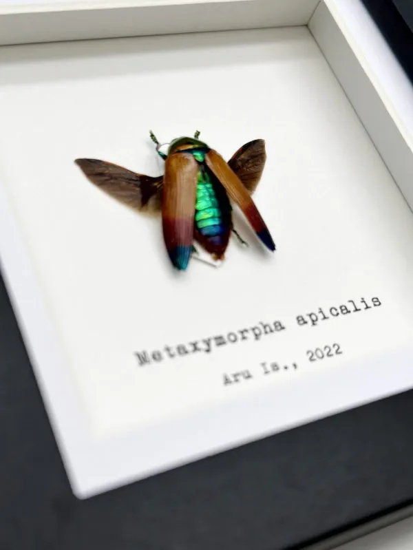 Magnificent Jewel Beetle (Metaxymorpha apicalis) Framed Specimen - TaxidermyArtistry