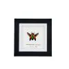 Magnificent Jewel Beetle (Metaxymorpha apicalis) Framed Specimen - TaxidermyArtistry