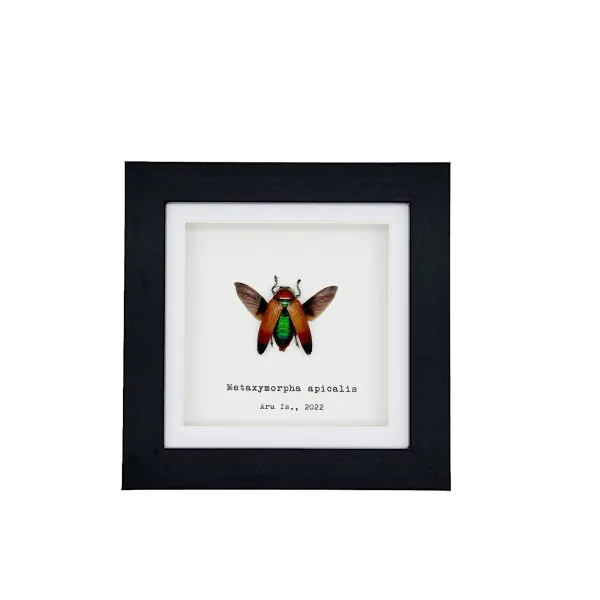 Magnificent Jewel Beetle (Metaxymorpha apicalis) Framed Specimen - TaxidermyArtistry