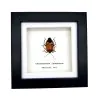 Man Faced Hitler Stink Bug Frame (Catacanthus incarnata) - TaxidermyArtistry
