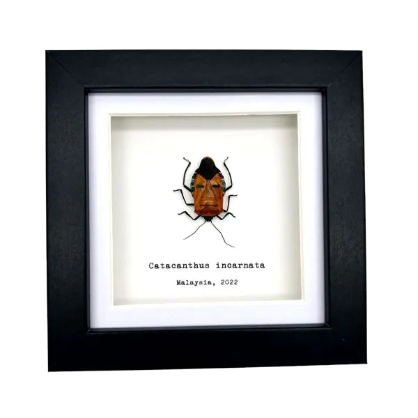 Man Faced Hitler Stink Bug Frame (Catacanthus incarnata) - TaxidermyArtistry