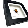 Man Faced Hitler Stink Bug Frame (Catacanthus incarnata) - TaxidermyArtistry