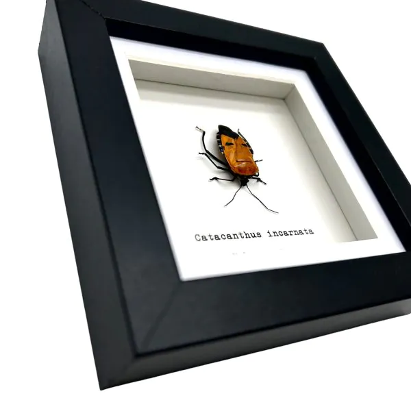 Man Faced Hitler Stink Bug Frame (Catacanthus incarnata) - TaxidermyArtistry