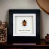 Man Faced Hitler Stink Bug Frame (Catacanthus incarnata) - TaxidermyArtistry