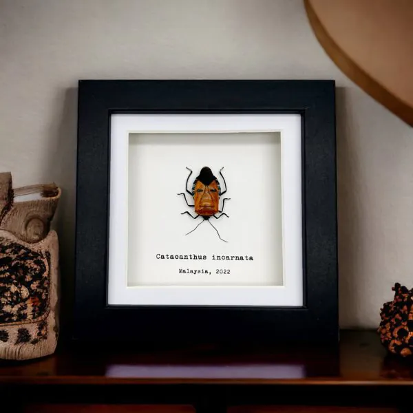 Man Faced Hitler Stink Bug Frame (Catacanthus incarnata) - TaxidermyArtistry
