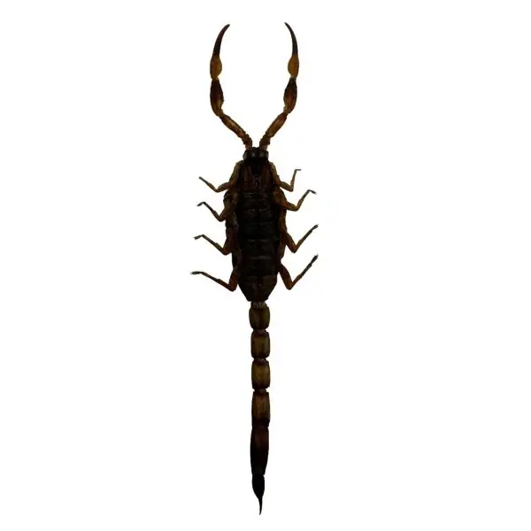 Manchurian scorpion, Golden Chinese Scorpion (Mesobuthus martensii) - TaxidermyArtistry