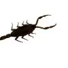 Manchurian scorpion, Golden Chinese Scorpion (Mesobuthus martensii) - TaxidermyArtistry