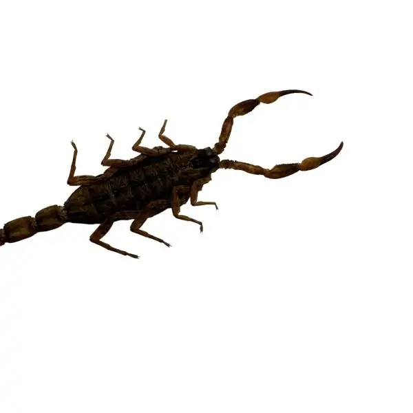 Manchurian scorpion, Golden Chinese Scorpion (Mesobuthus martensii) - TaxidermyArtistry