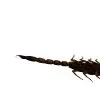 Manchurian scorpion, Golden Chinese Scorpion (Mesobuthus martensii) - TaxidermyArtistry