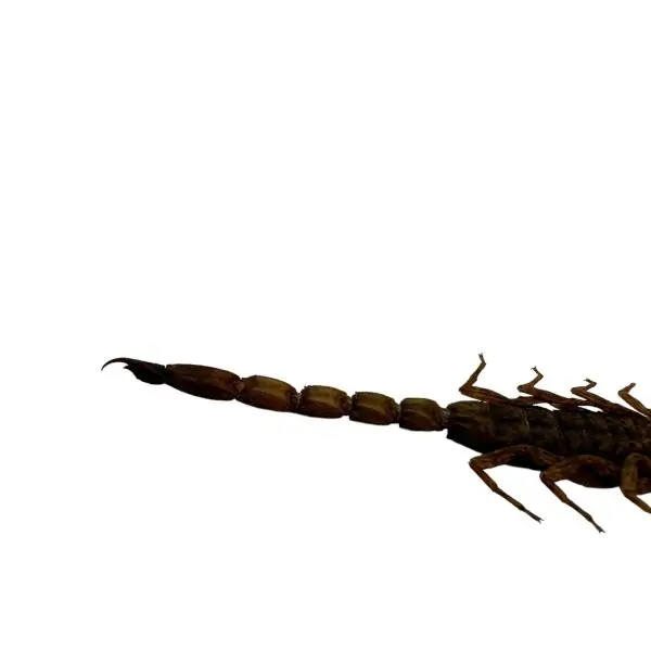 Manchurian scorpion, Golden Chinese Scorpion (Mesobuthus martensii) - TaxidermyArtistry