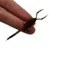 Manchurian scorpion, Golden Chinese Scorpion (Mesobuthus martensii) - TaxidermyArtistry