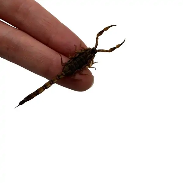 Manchurian scorpion, Golden Chinese Scorpion (Mesobuthus martensii) - TaxidermyArtistry
