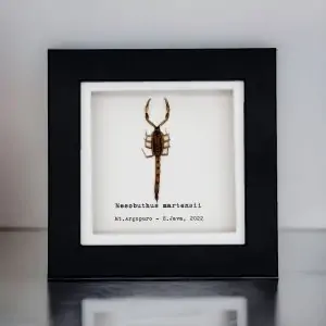 Manchurian scorpion (Mesobuthus martensii) Framed Specimen - TaxidermyArtistry