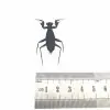 Matte Praying Mantis Insect Specimen (metallyticus violaceus) (F) - TaxidermyArtistry