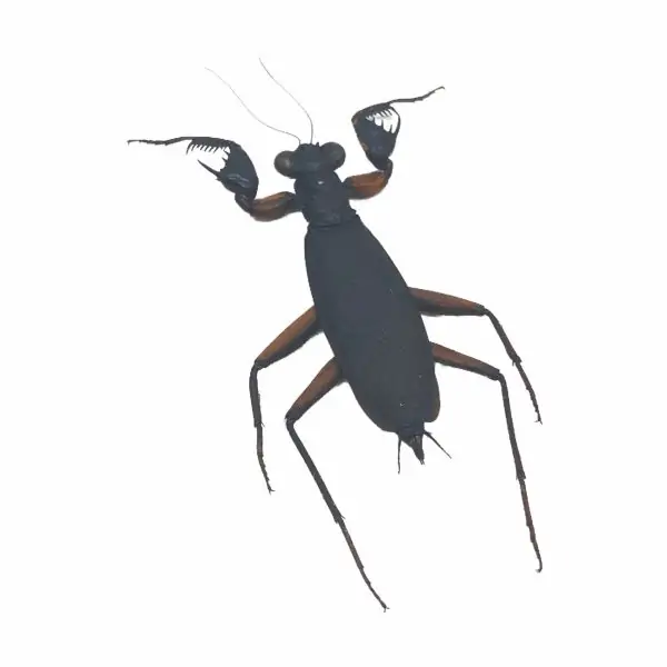 Matte Praying Mantis Insect Specimen (metallyticus violaceus) (F) - TaxidermyArtistry