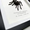 Medium Tarantula Spider (Selonocosmia javanensis dolichoplectra) Framed Specimen - TaxidermyArtistry