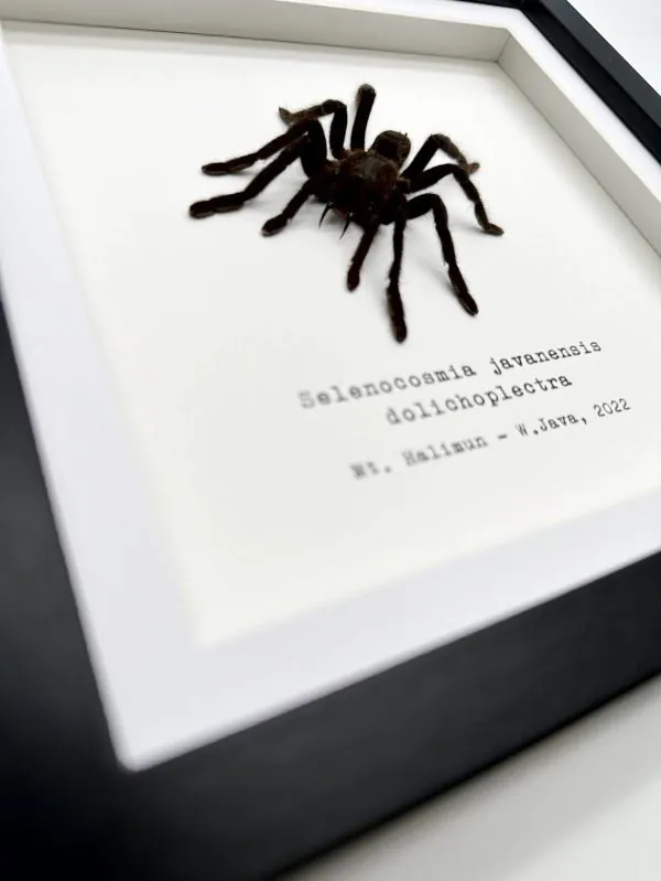 Medium Tarantula Spider (Selonocosmia javanensis dolichoplectra) Framed Specimen - TaxidermyArtistry