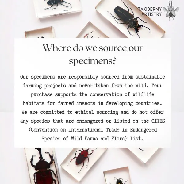 Medium Tarantula Spider (Selonocosmia javanensis dolichoplectra) Framed Specimen - TaxidermyArtistry
