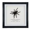 Medium Tarantula Spider (Selonocosmia javanensis dolichoplectra) Framed Specimen - TaxidermyArtistry