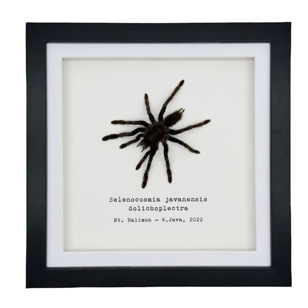 Medium Tarantula Spider (Selonocosmia javanensis dolichoplectra) Framed Specimen - TaxidermyArtistry