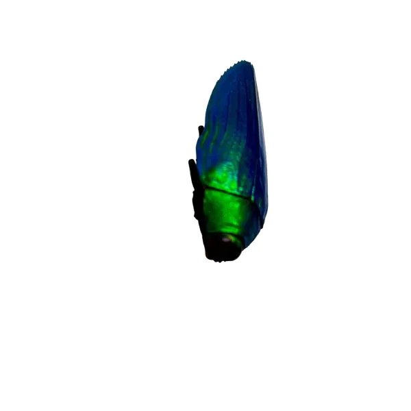 Metallic Bright Green Jewel Beetle (Callopistus castelnaudi) - TaxidermyArtistry